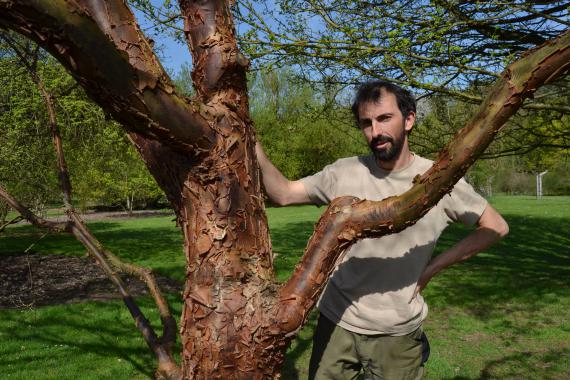 Jardinier-botaniste, Guillaume Mamdy fait découvrir les « arbres et arbustes remarquables », comme cet Acer griseum ou érable cannelle.