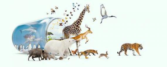 Illustration générique de l'expo Planète vivante au Muséum des sciences naturelles